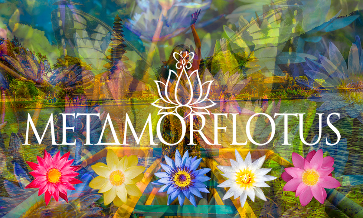 Blue Lotus - Metamorflotus